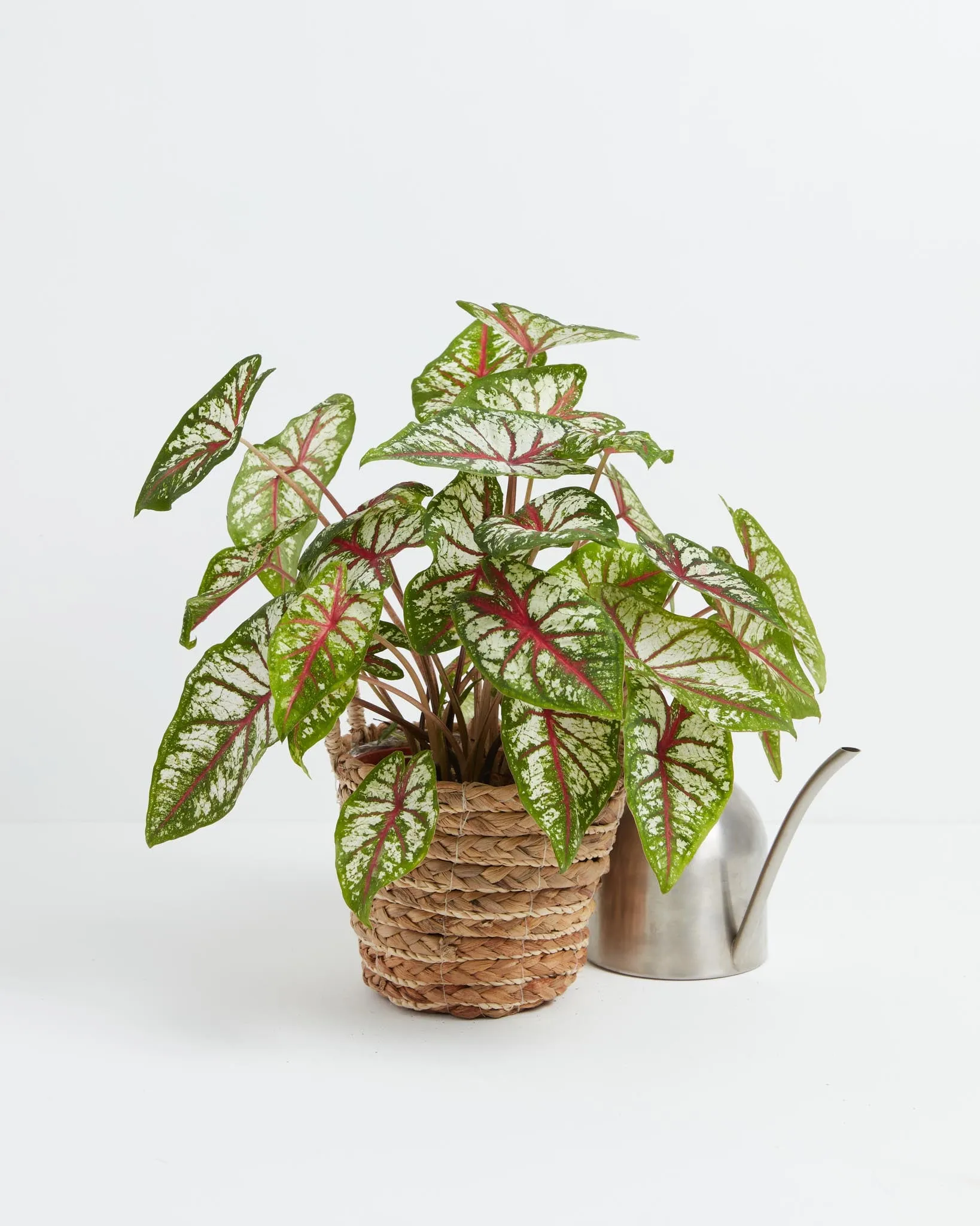 Celebration High Contrast  Premium Caladium Bulbs