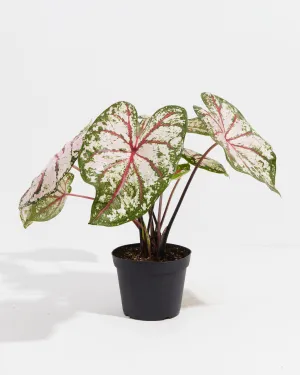 Celebration High Contrast  Premium Caladium Bulbs
