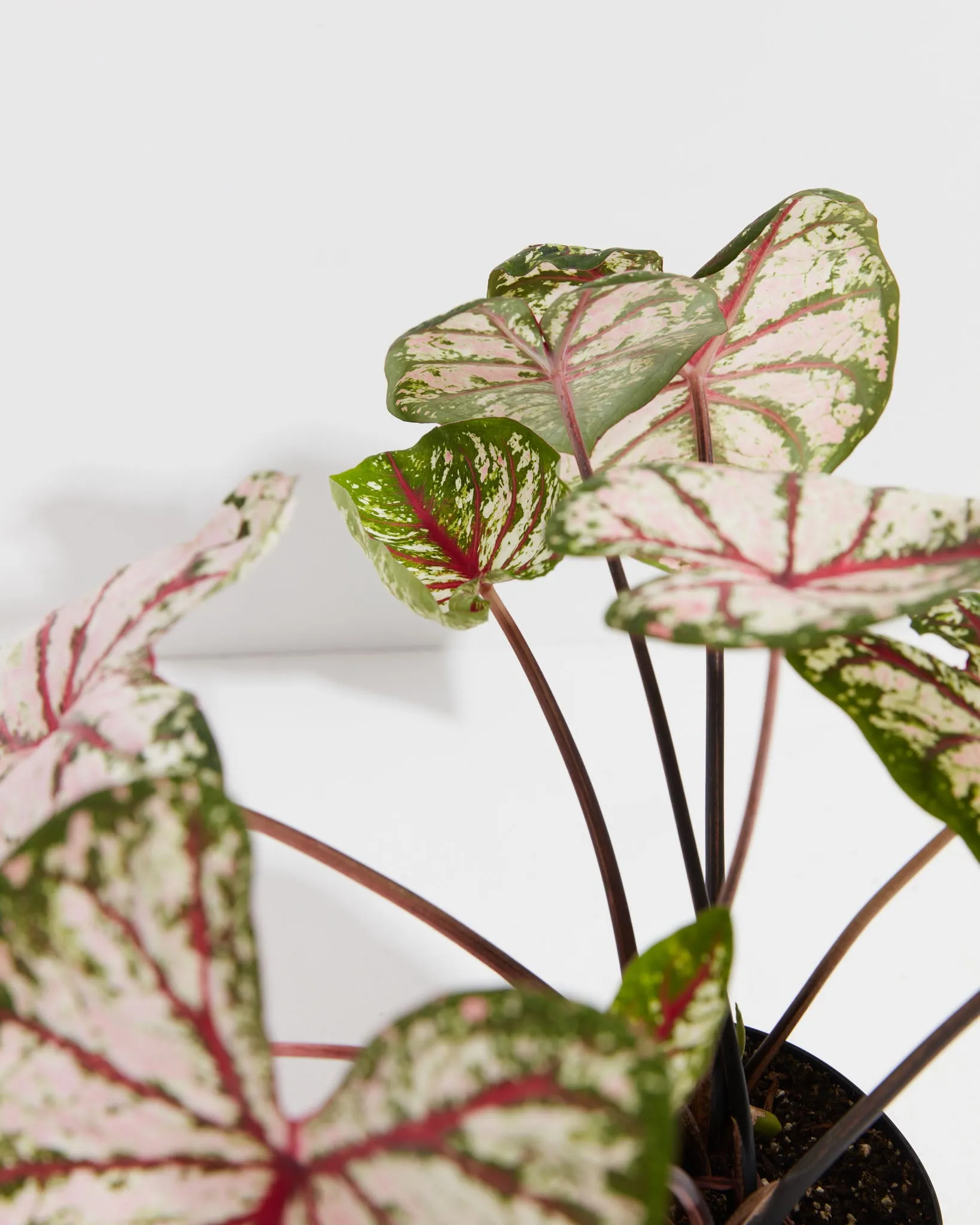 Celebration High Contrast  Premium Caladium Bulbs