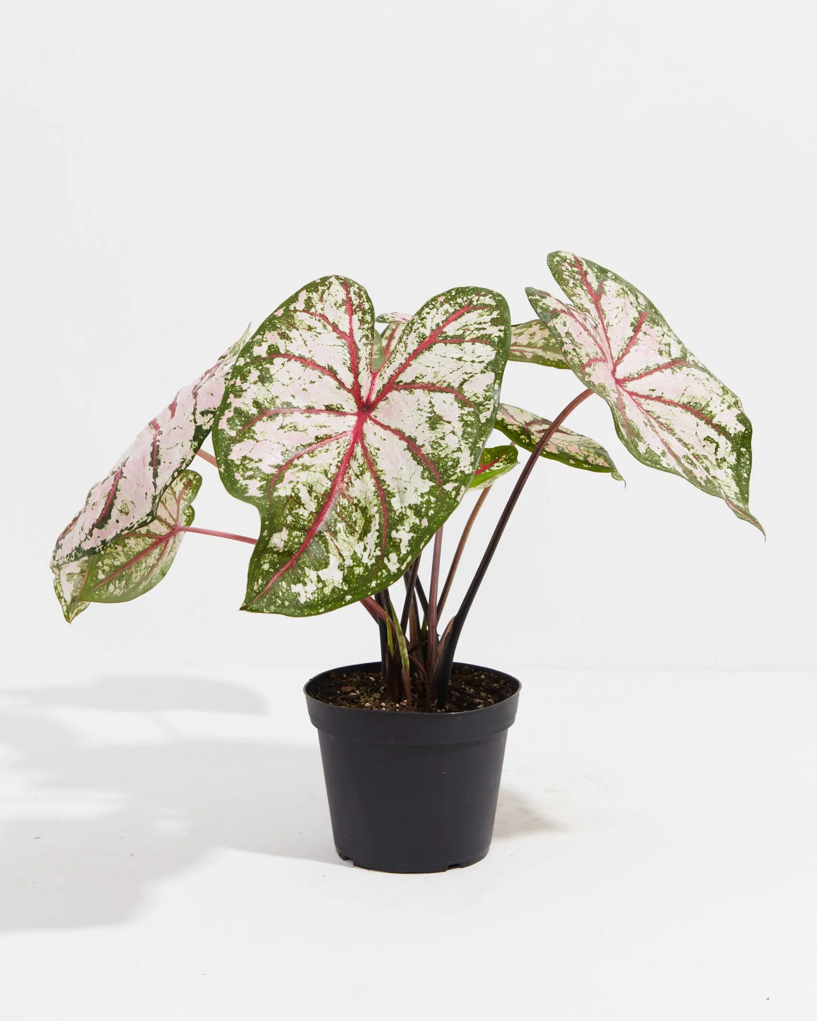 Celebration High Contrast  Premium Caladium Bulbs