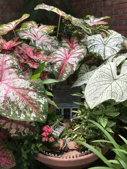 Celebration High Contrast  Premium Caladium Bulbs