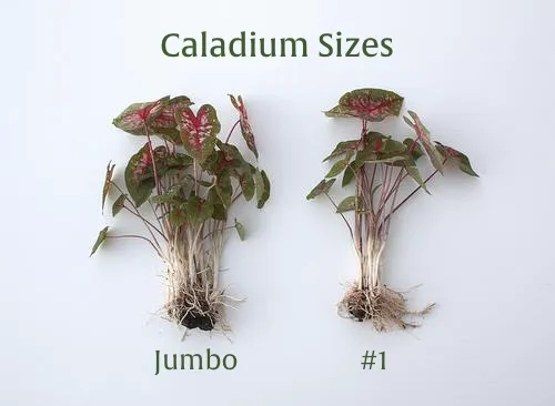 Celebration High Contrast  Premium Caladium Bulbs