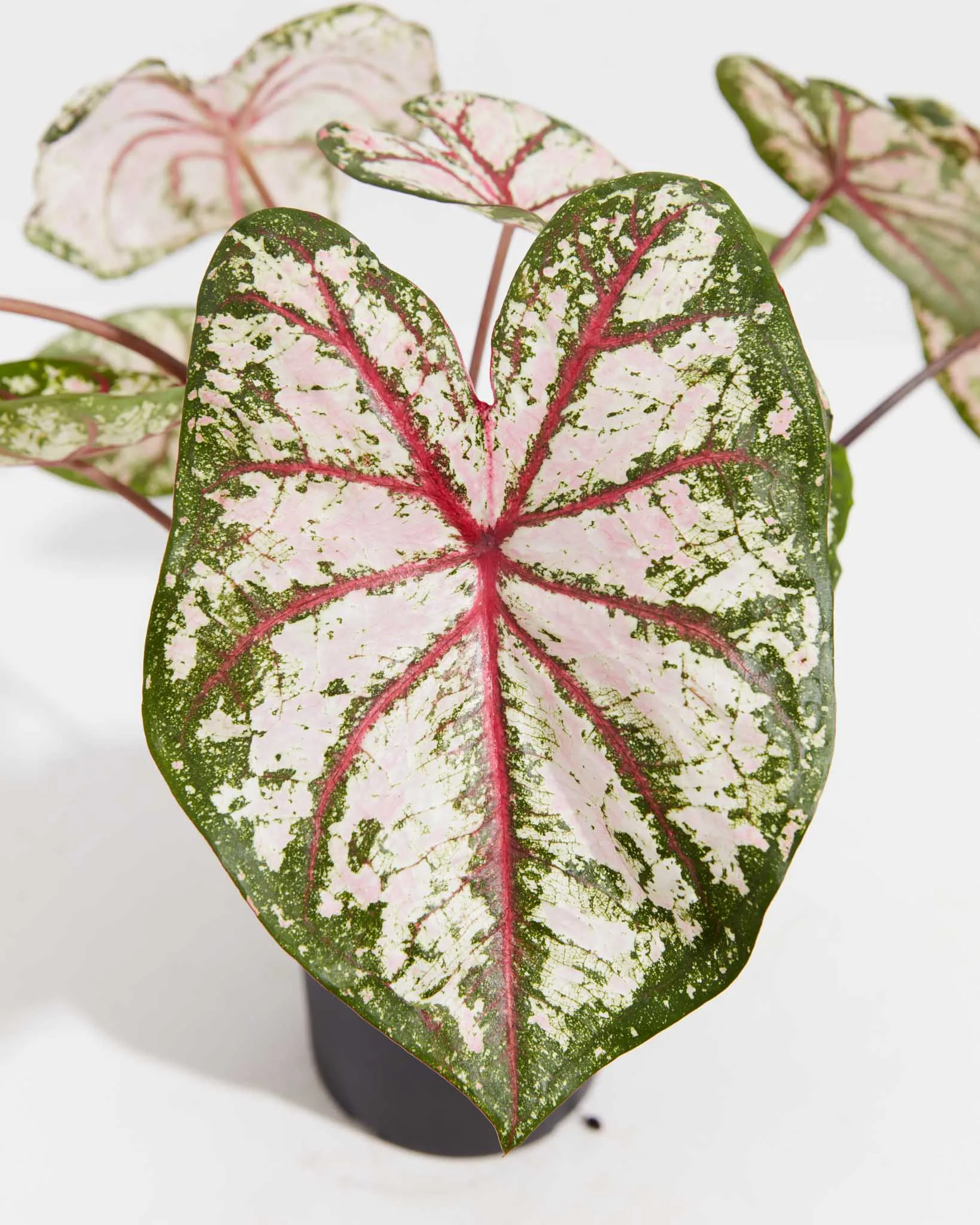 Celebration High Contrast  Premium Caladium Bulbs