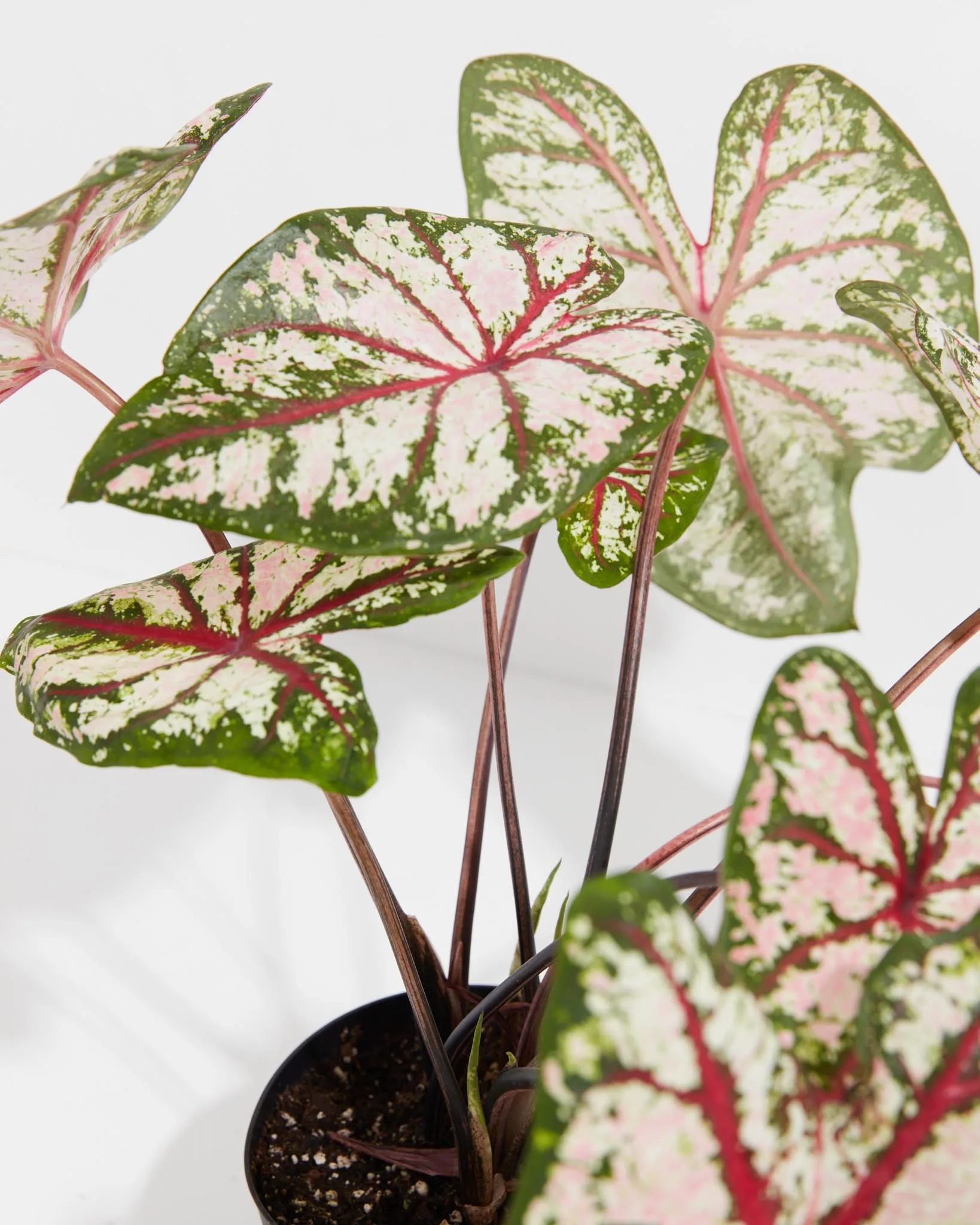 Celebration High Contrast  Premium Caladium Bulbs