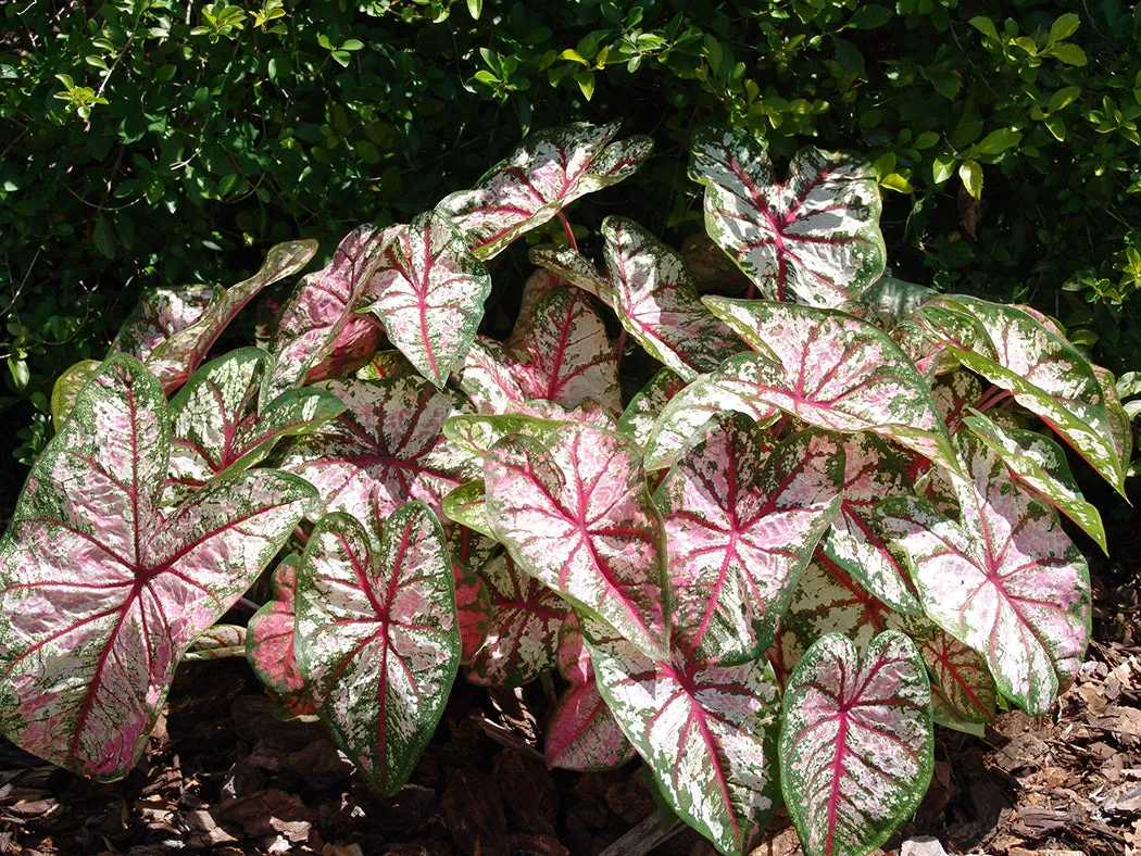 Celebration High Contrast  Premium Caladium Bulbs