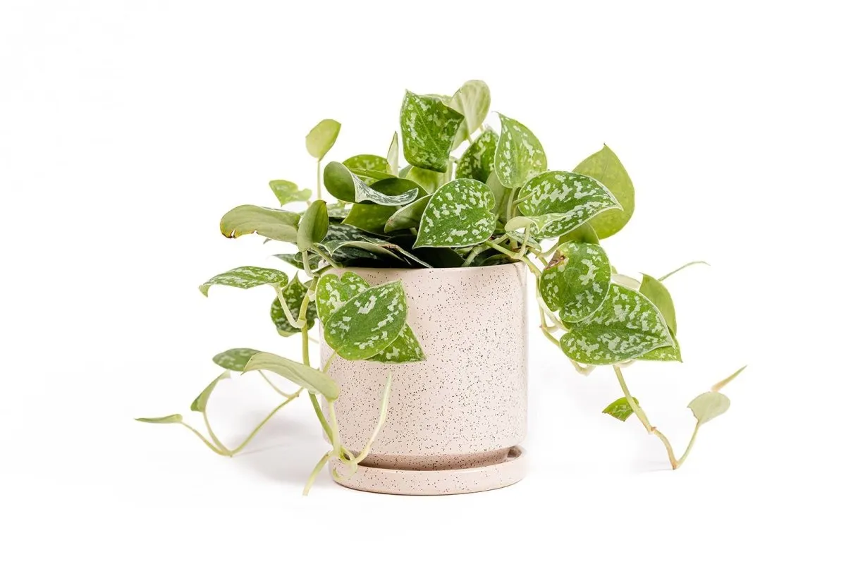 Gemstone Porcelain Planter Pot with Water Saucer 4.5 Inch