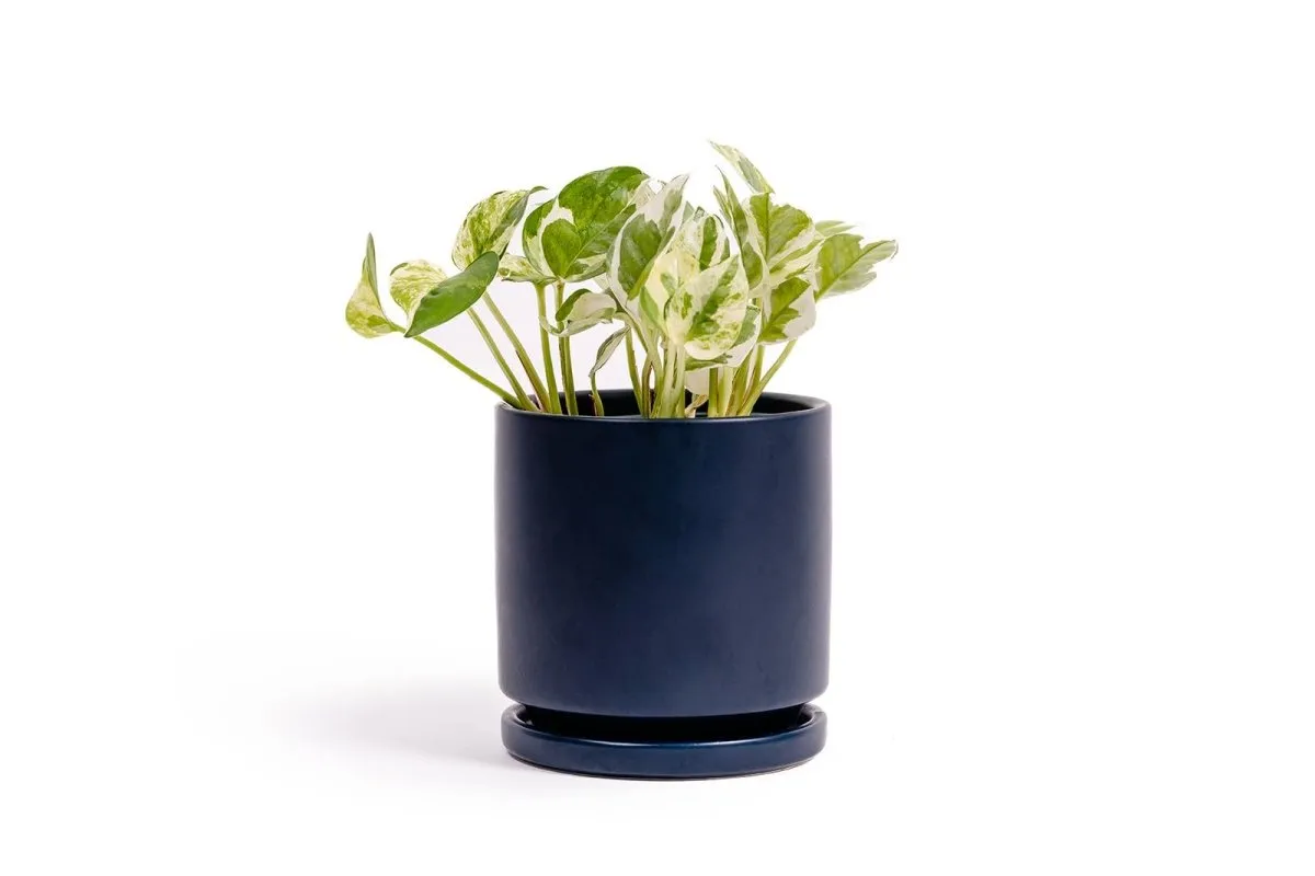 Gemstone Porcelain Planter Pot with Water Saucer 8.25 Inch