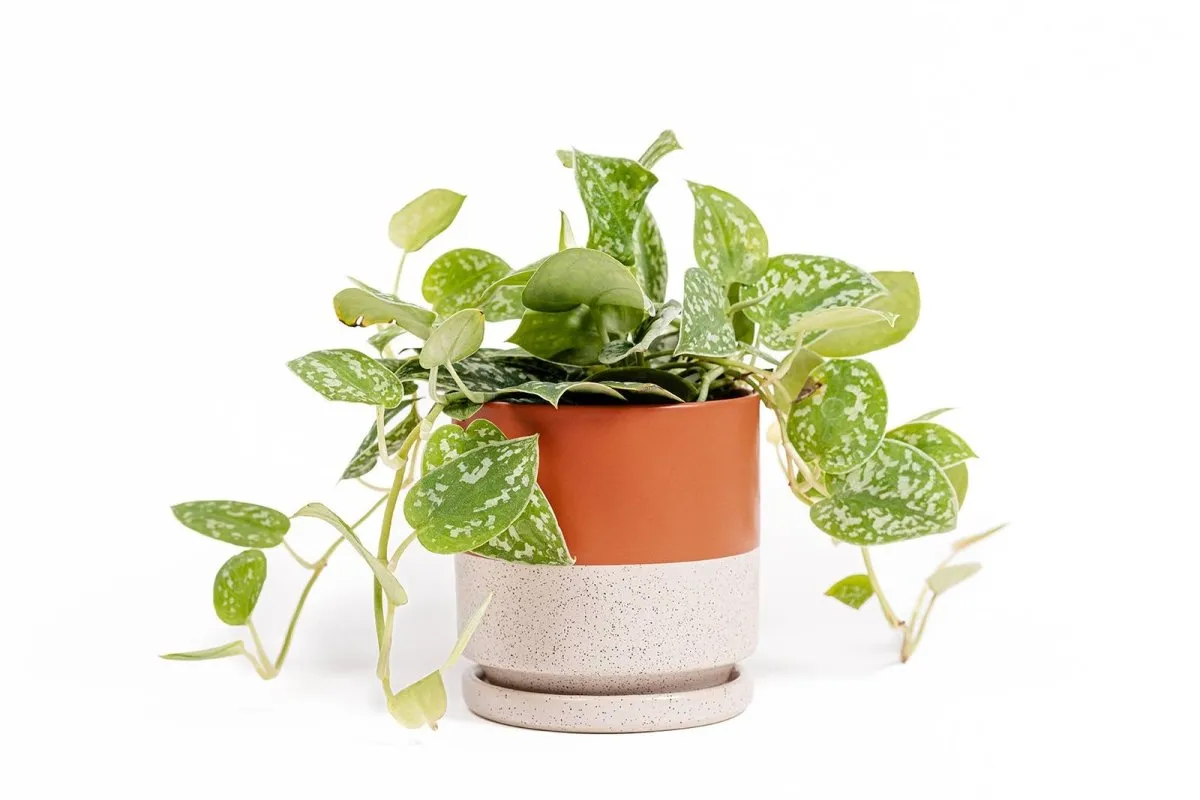 Gemstone Porcelain Planter Pot with Water Saucer 8.25 Inch