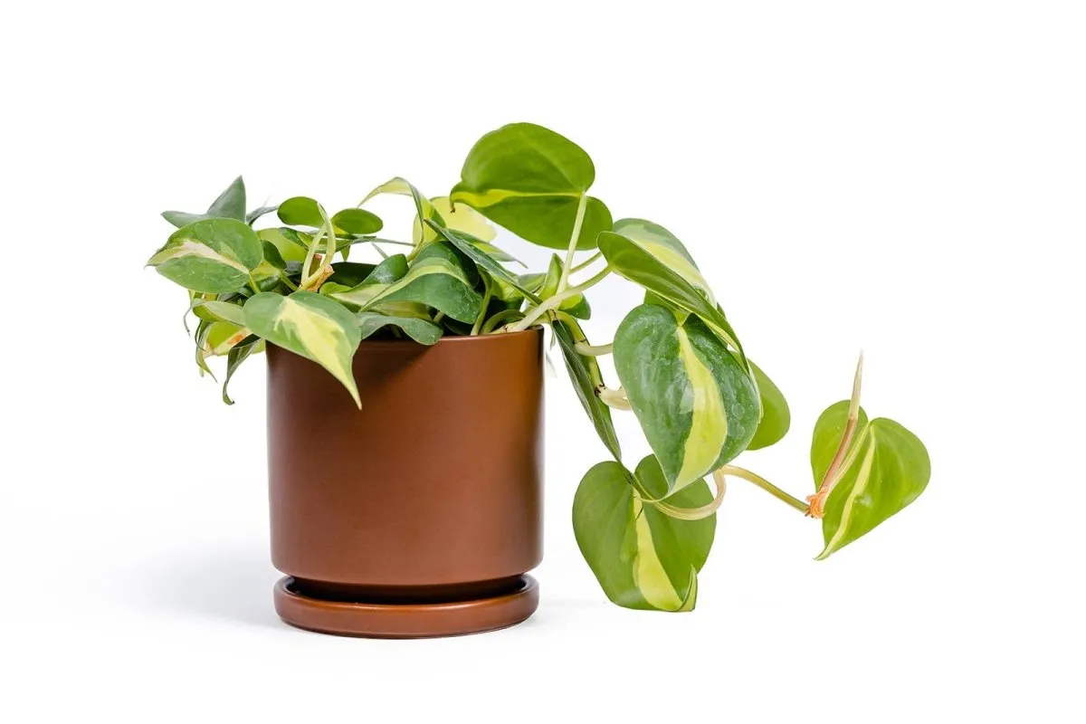Gemstone Porcelain Planter Pot with Water Saucer 8.25 Inch