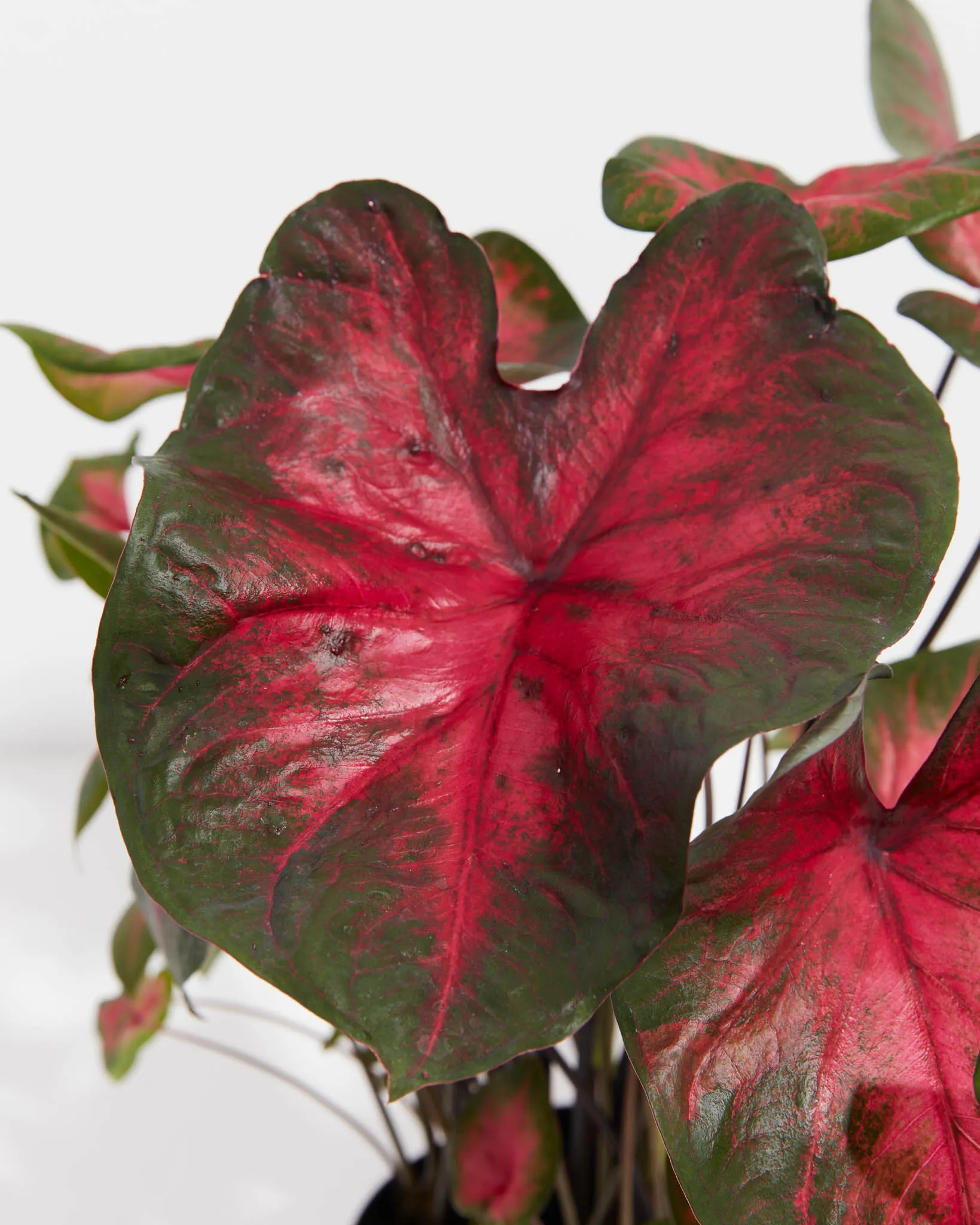 Postman Joyner Scarlet Premium Caladium Bulbs