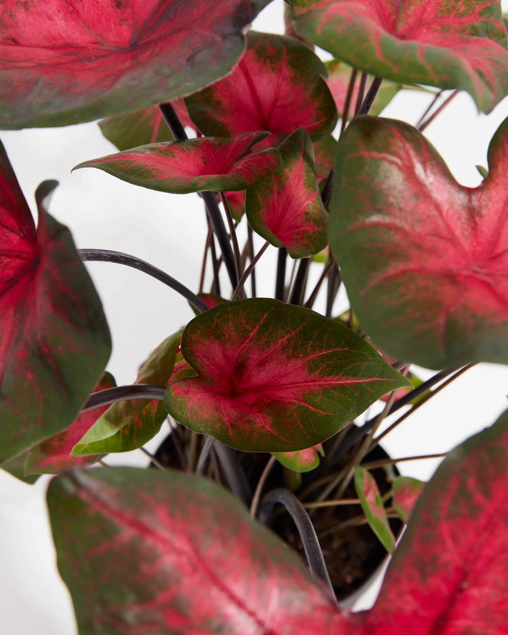 Postman Joyner Scarlet Premium Caladium Bulbs