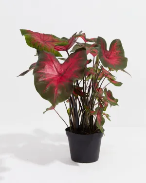 Postman Joyner Scarlet Premium Caladium Bulbs