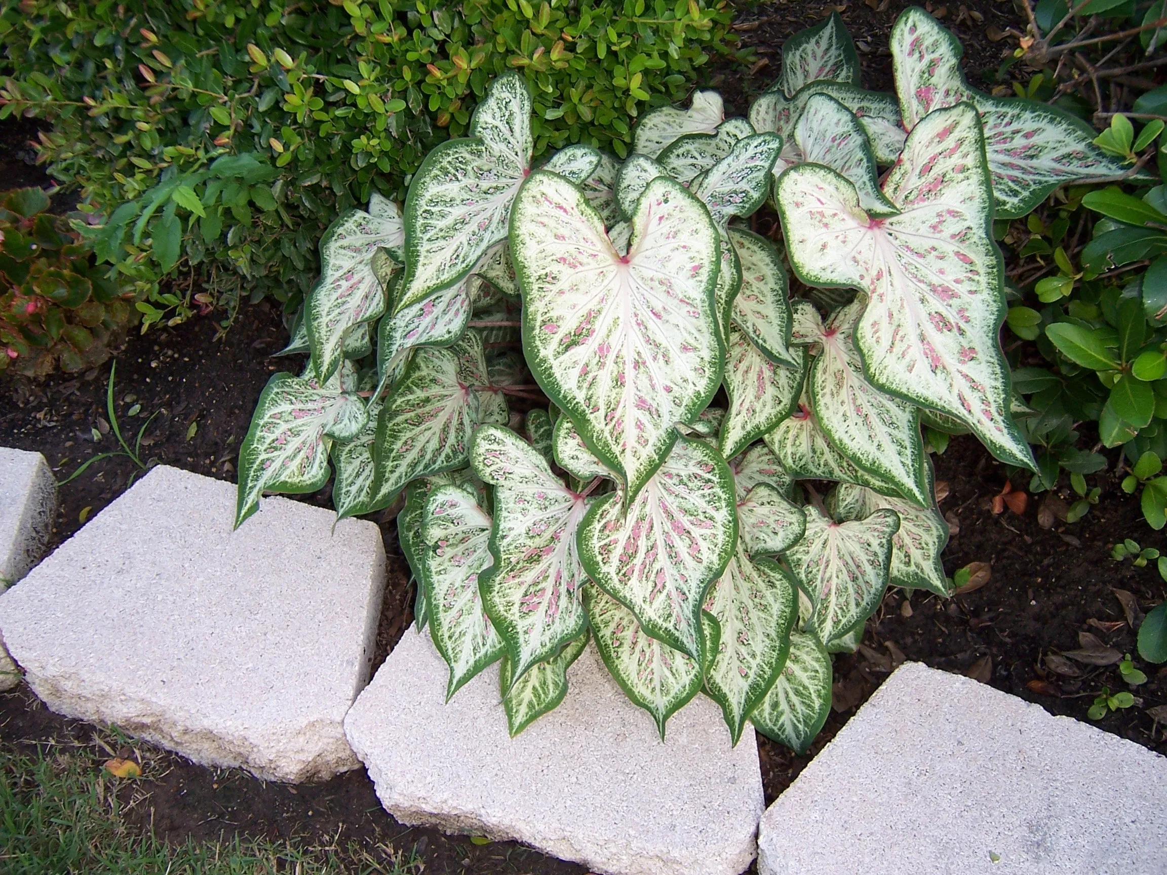 White Pink & Green Candyland Caladium Bulbs