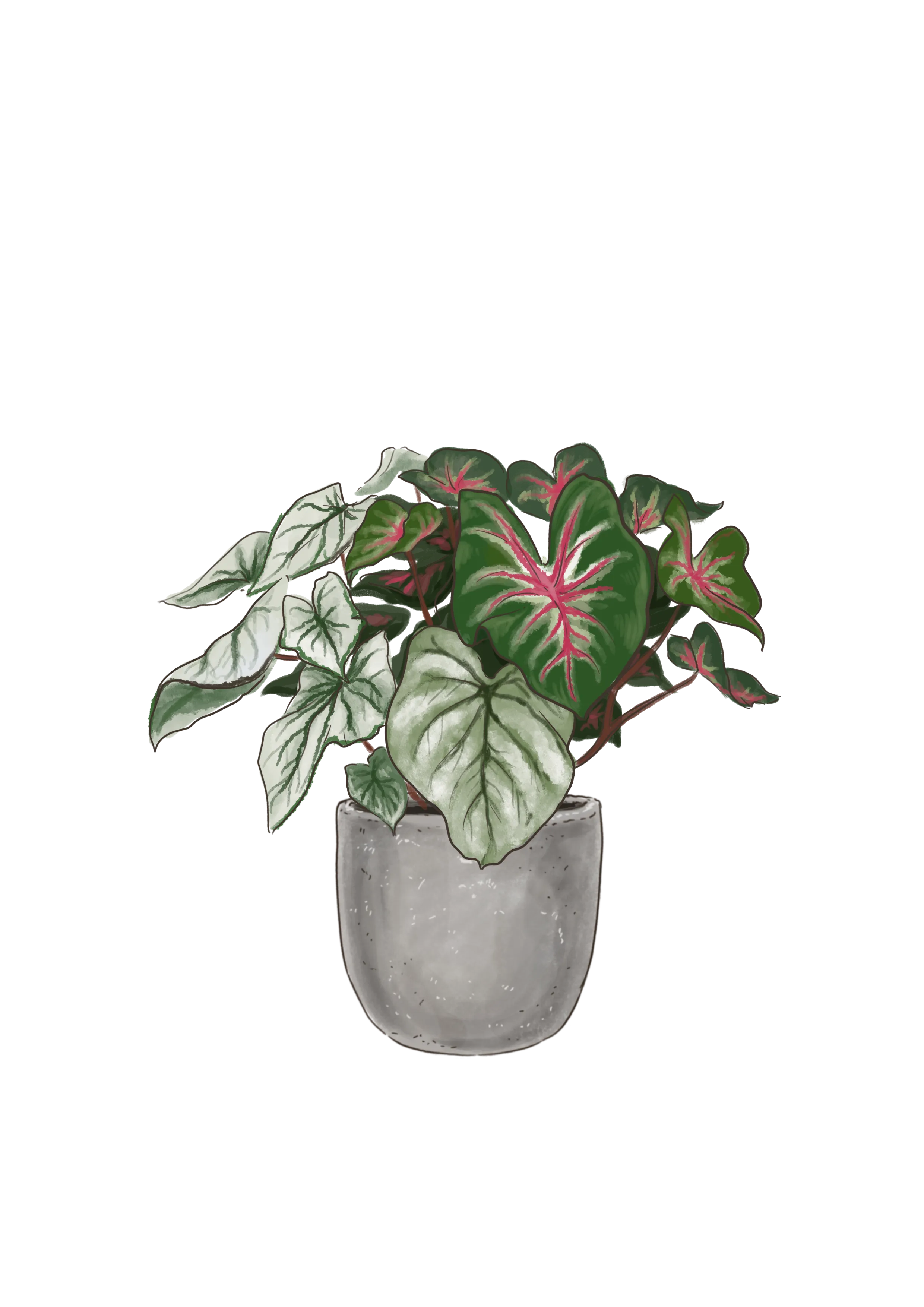 White Pink & Green Candyland Caladium Bulbs