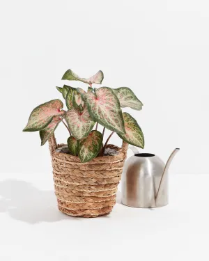 White Pink & Green Candyland Caladium Bulbs