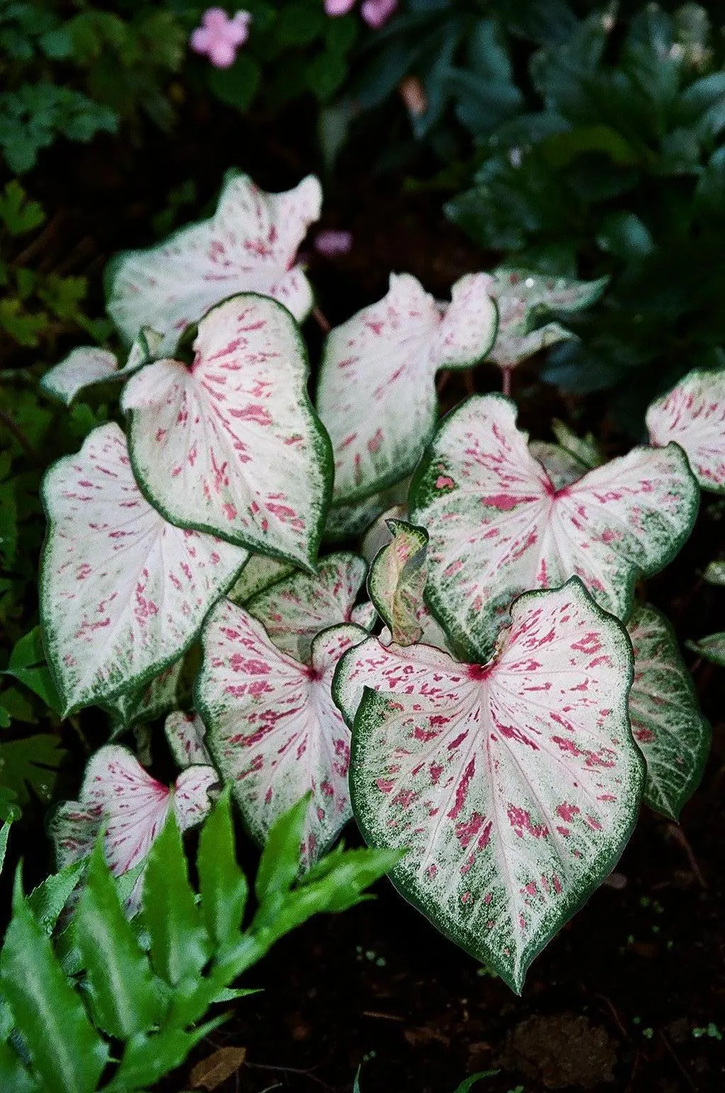 White Pink & Green Candyland Caladium Bulbs