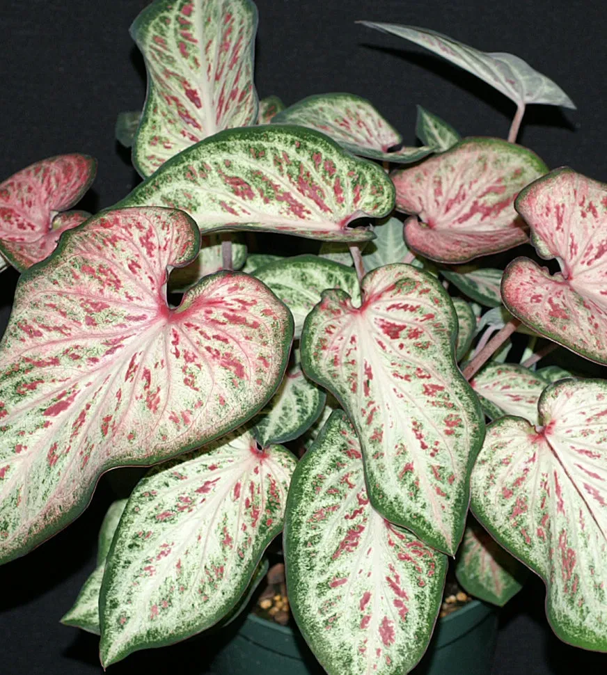 White Pink & Green Candyland Caladium Bulbs