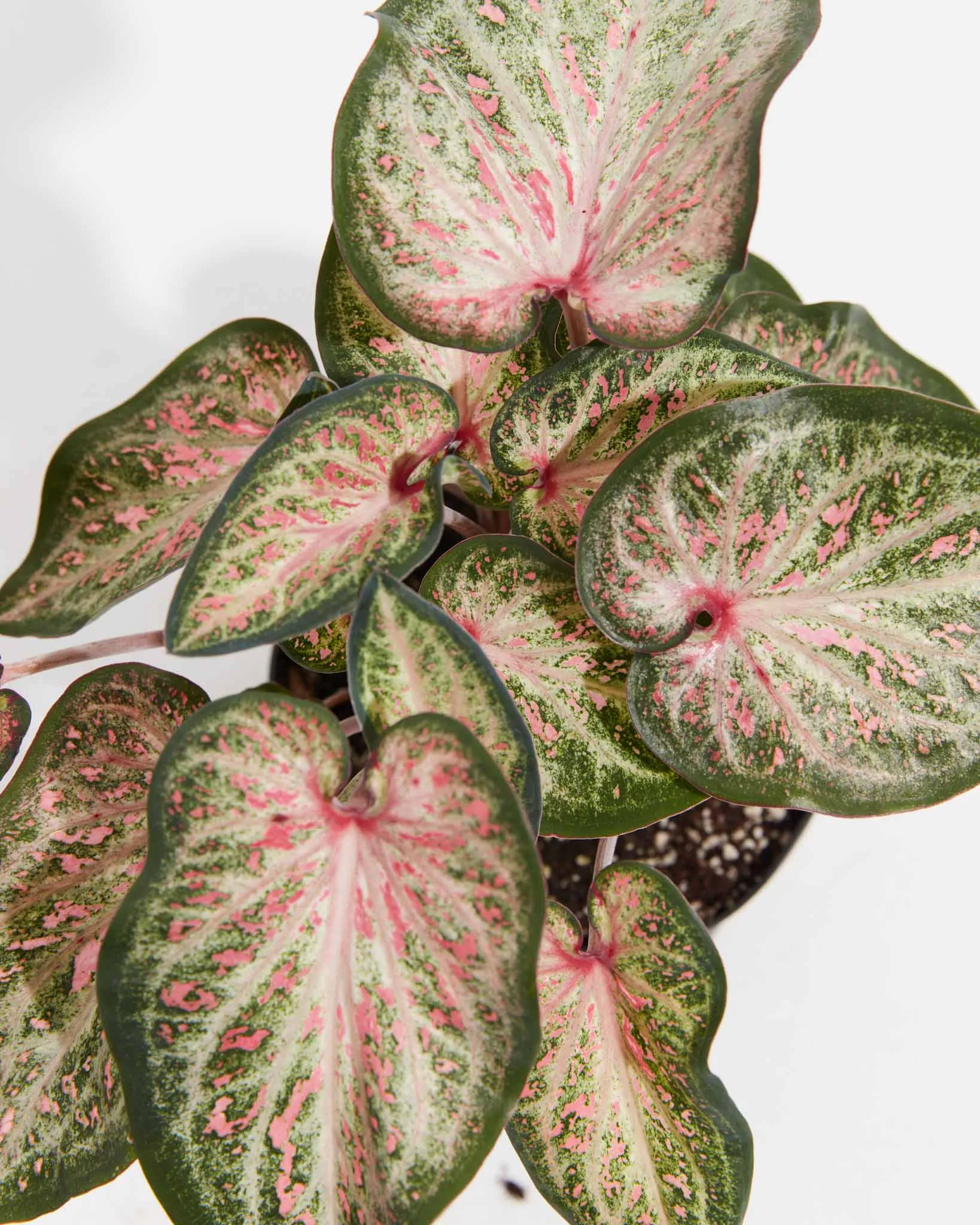 White Pink & Green Candyland Caladium Bulbs
