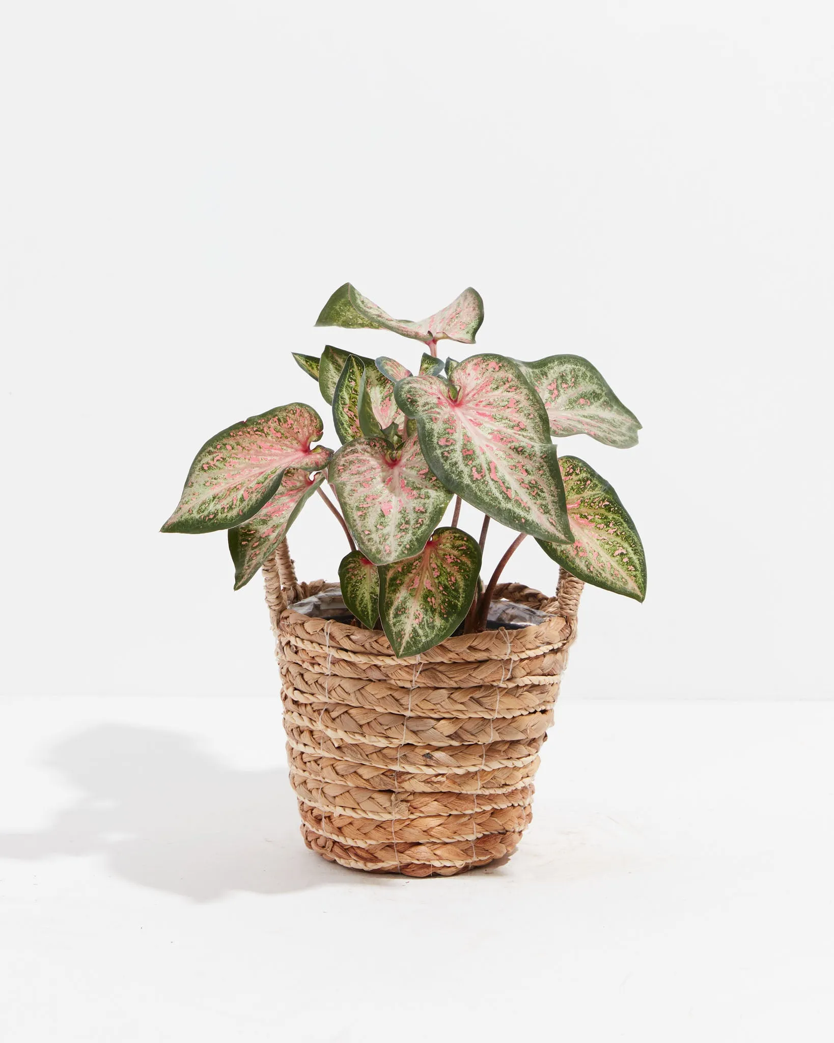 White Pink & Green Candyland Caladium Bulbs