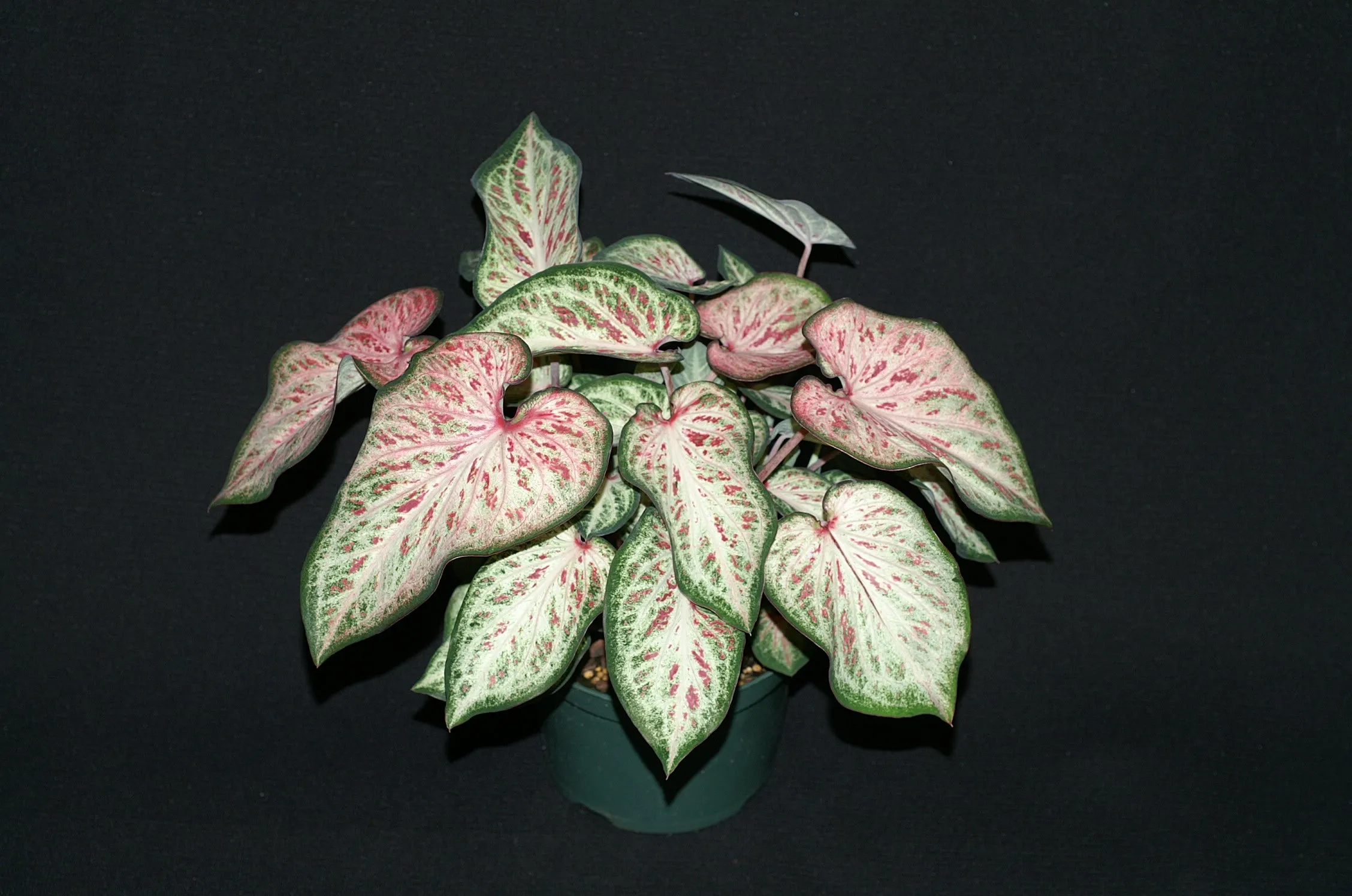 White Pink & Green Candyland Caladium Bulbs