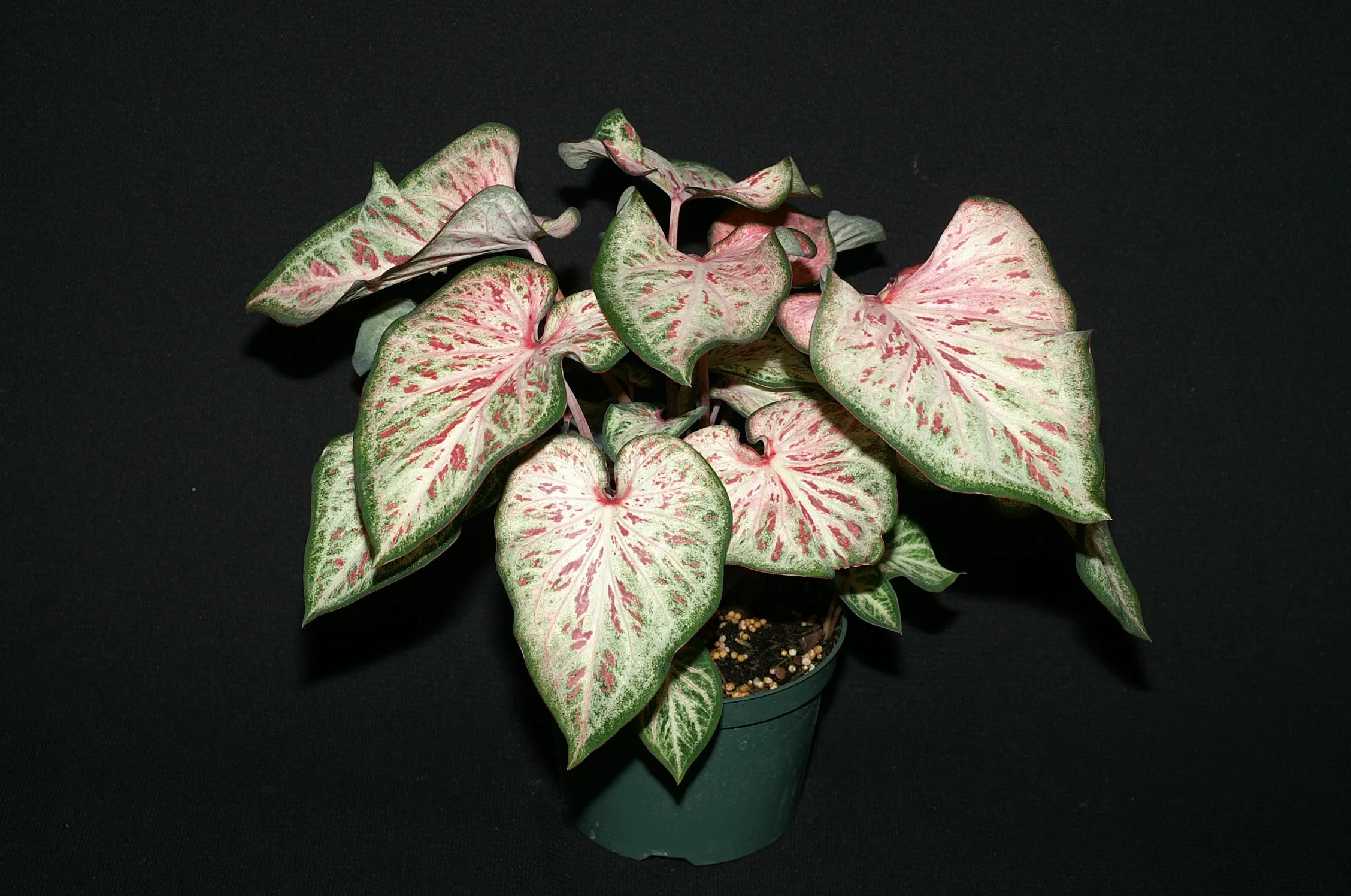 White Pink & Green Candyland Caladium Bulbs