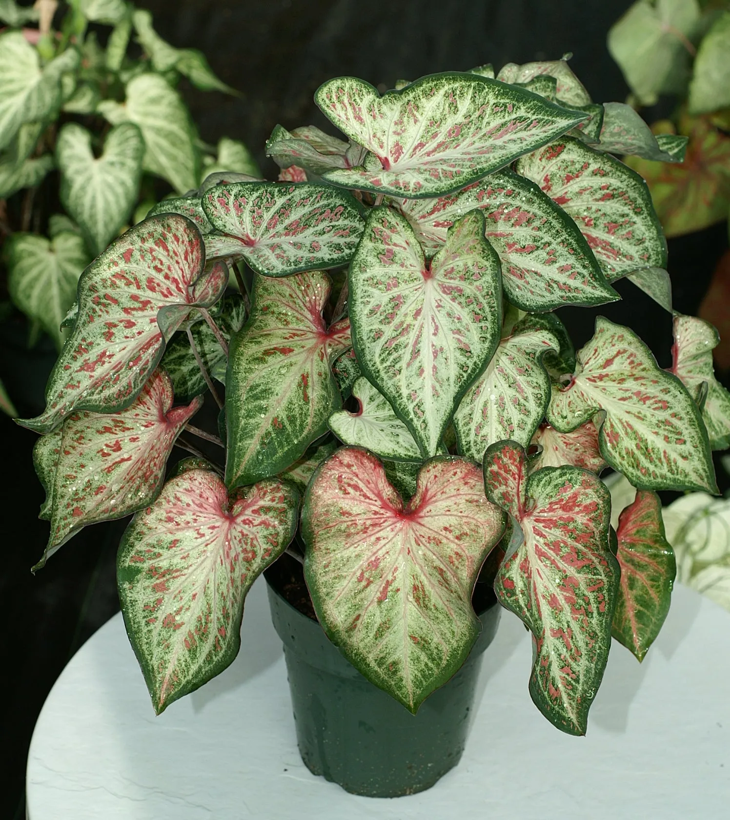 White Pink & Green Candyland Caladium Bulbs