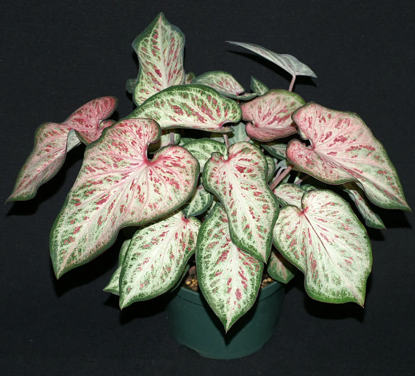 White Pink & Green Candyland Caladium Bulbs