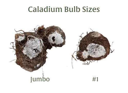 White Pink & Green Candyland Caladium Bulbs
