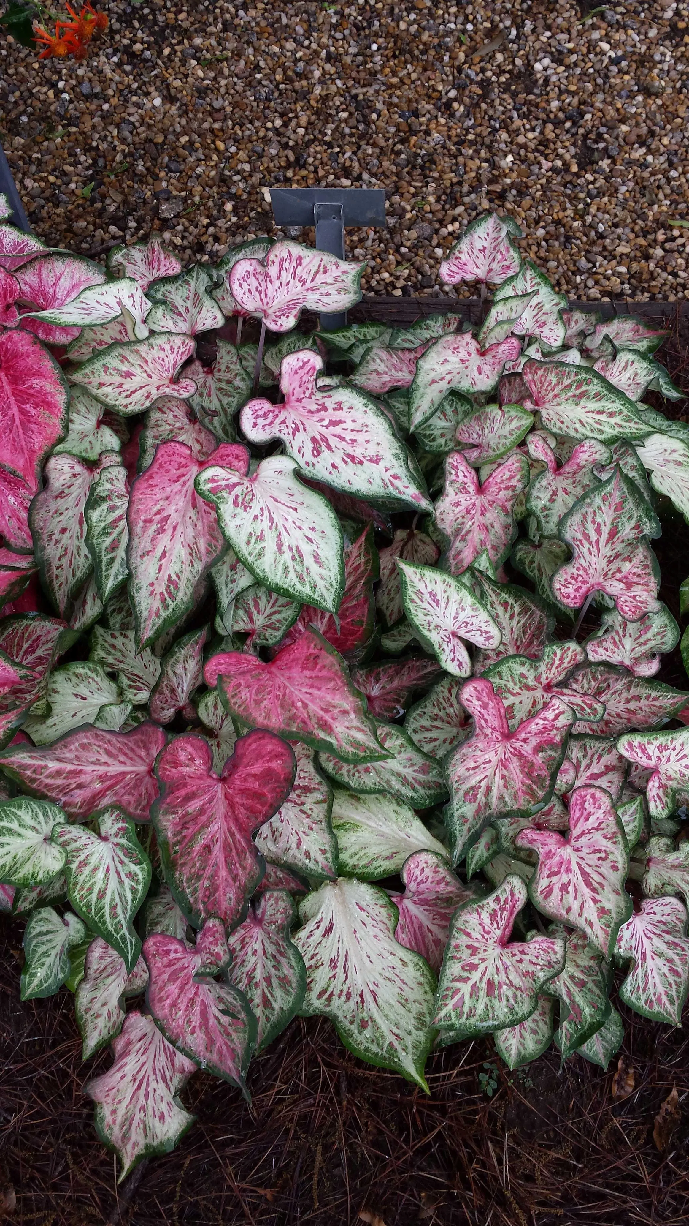 White Pink & Green Candyland Caladium Bulbs