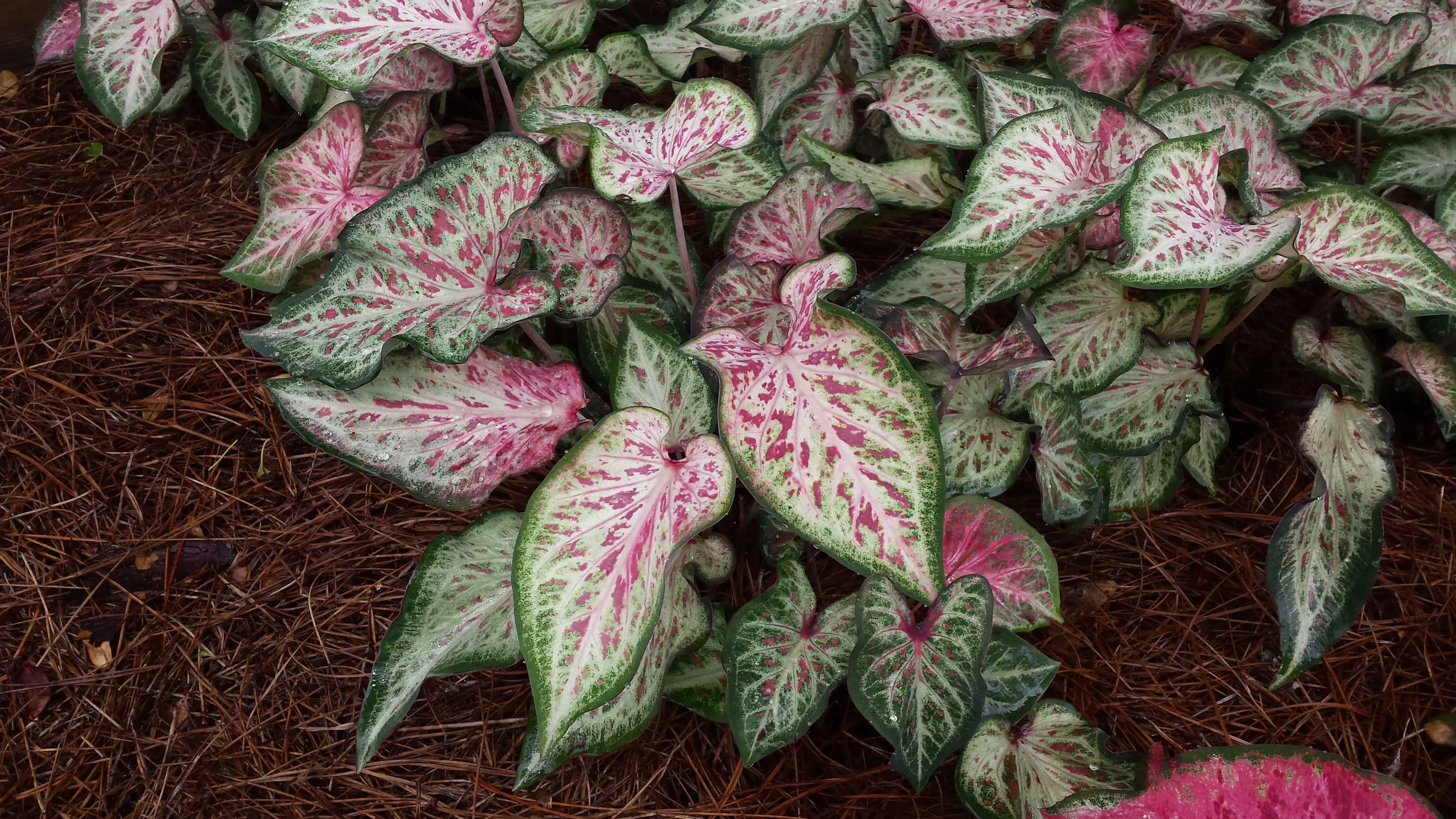 White Pink & Green Candyland Caladium Bulbs