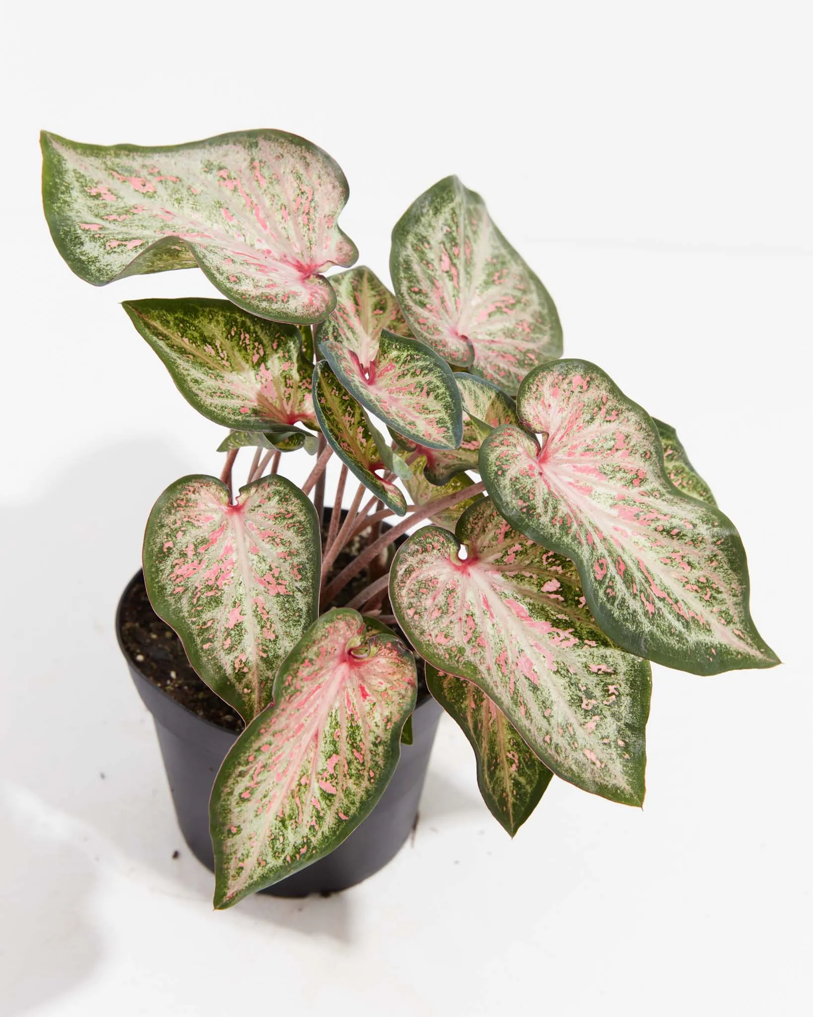 White Pink & Green Candyland Caladium Bulbs