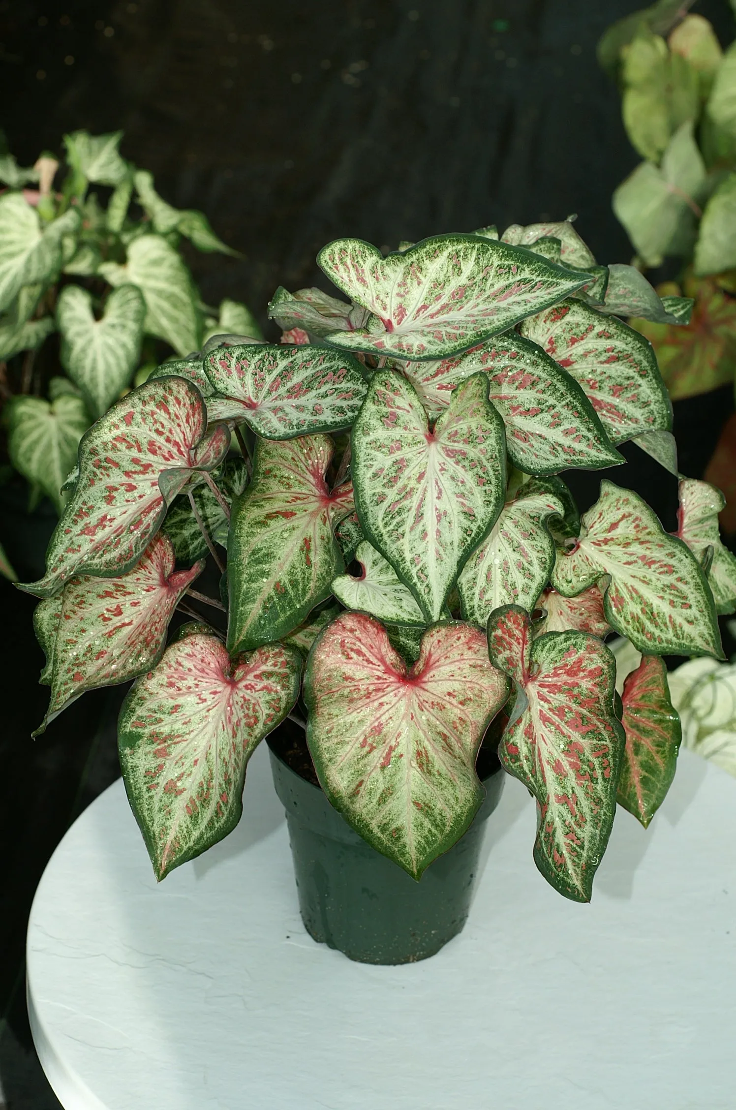 White Pink & Green Candyland Caladium Bulbs