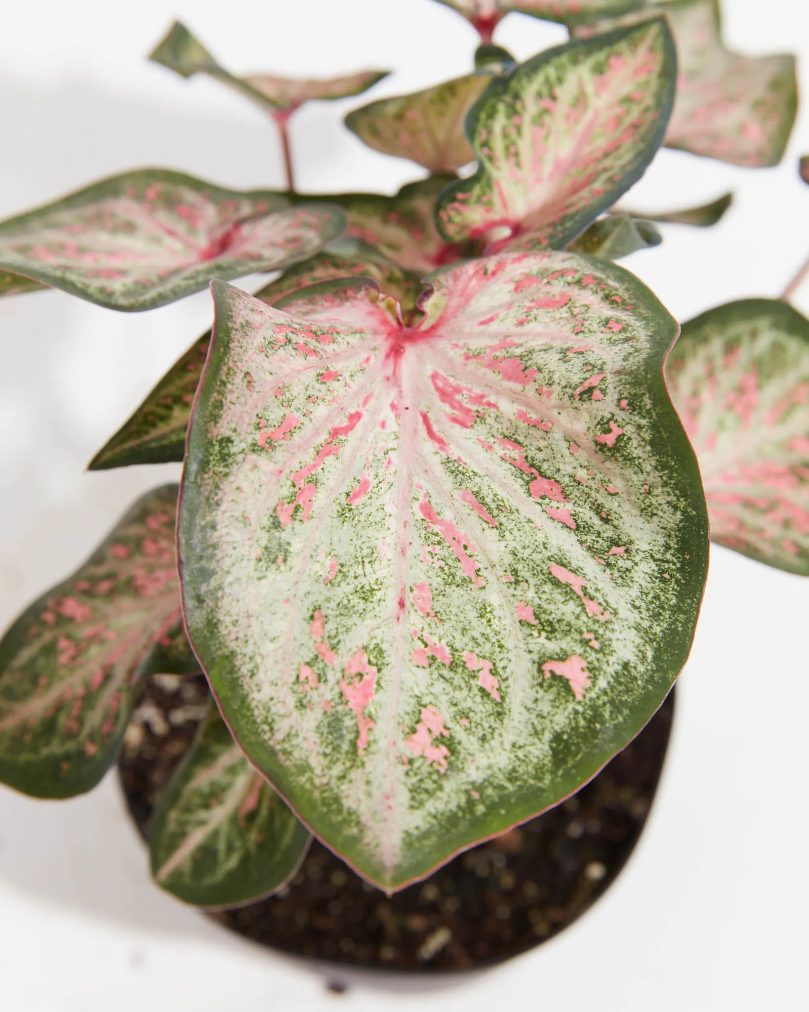 White Pink & Green Candyland Caladium Bulbs